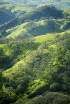 David Page "Spring Green Hills" zatista.com