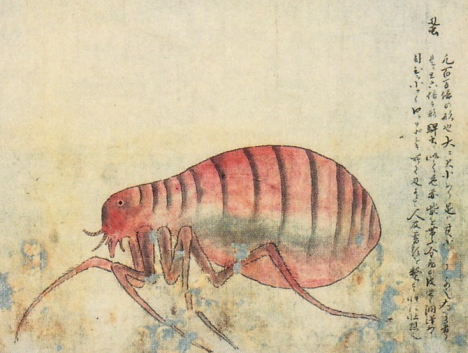 from Kenbikyō Mushi No Zu's (”Illustrations of Microscopic Insects”), published in 1860