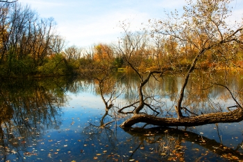 "Fall Leaves, Pond #2" by Michael Wilson