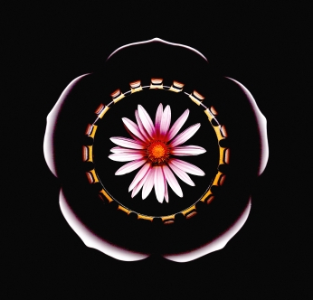 zatista.com Tadeusz Smusz "Flower Mandala" $120