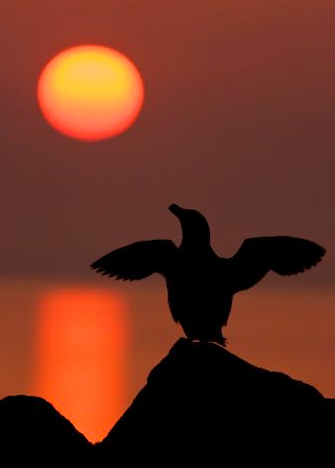 gettyimages.com "Razorbill" by Guy Edwardes