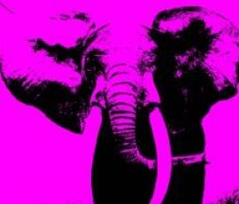 Walk on the Wild Side