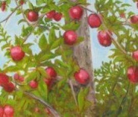 Apples, Pears & More