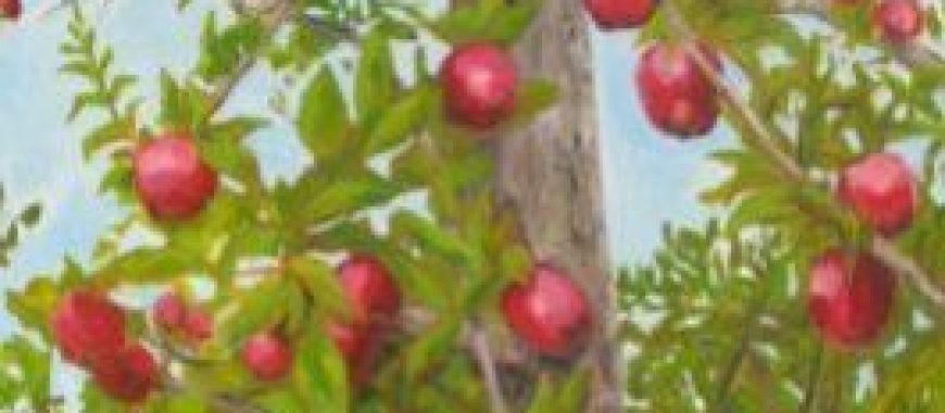 Apples, Pears & More