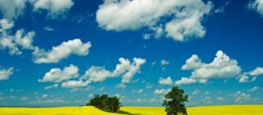 Pie In Sky